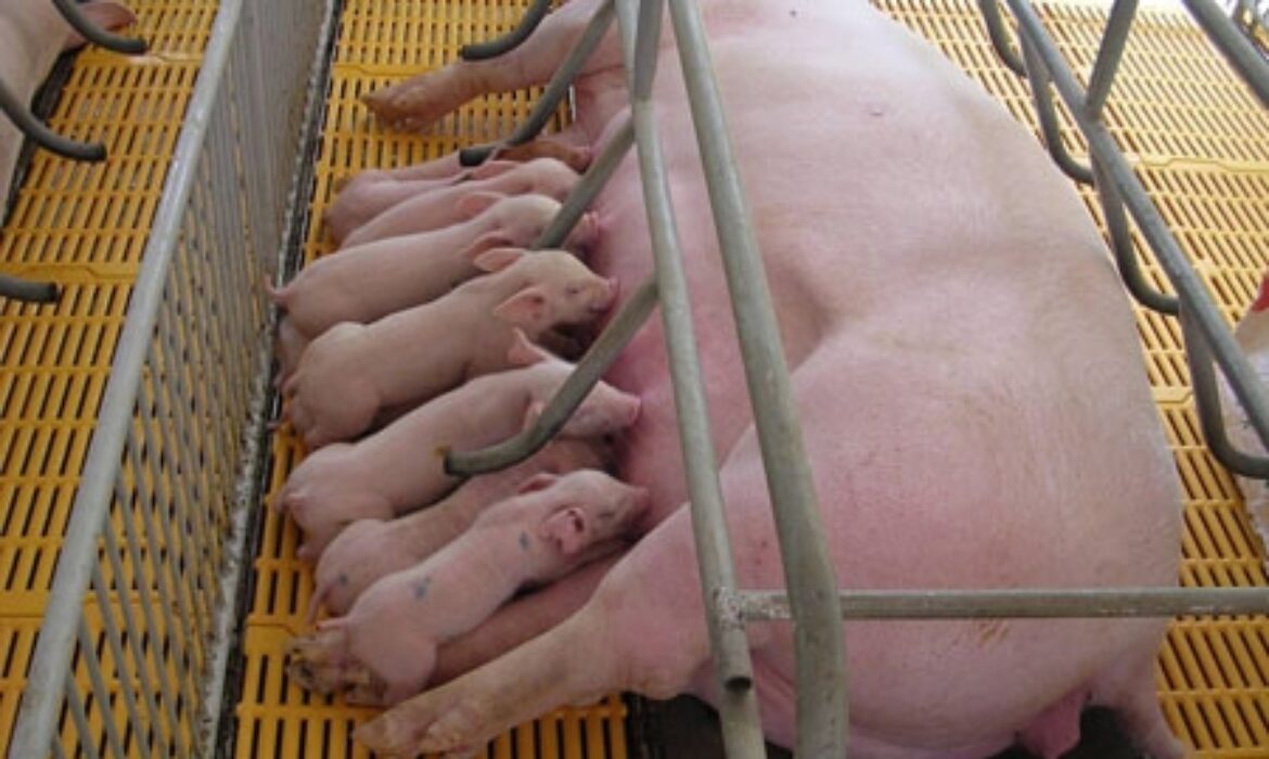 benh-thuong-gap-heo-nai-2