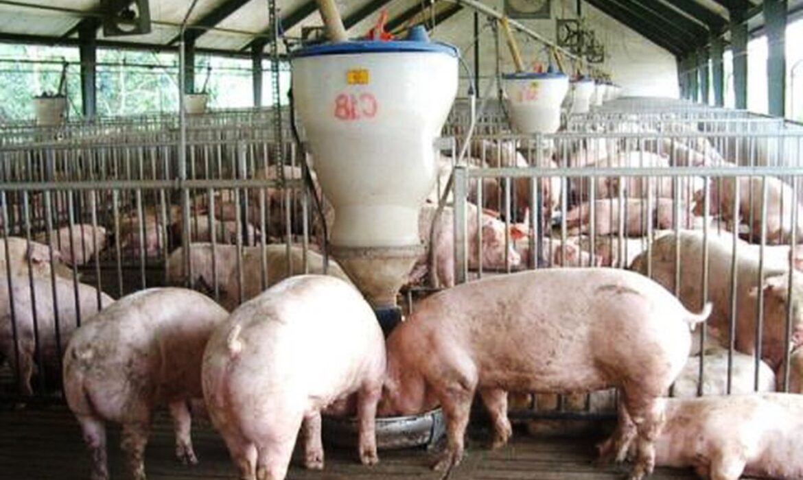 cach-cho-heo-an-hieu-qua-2