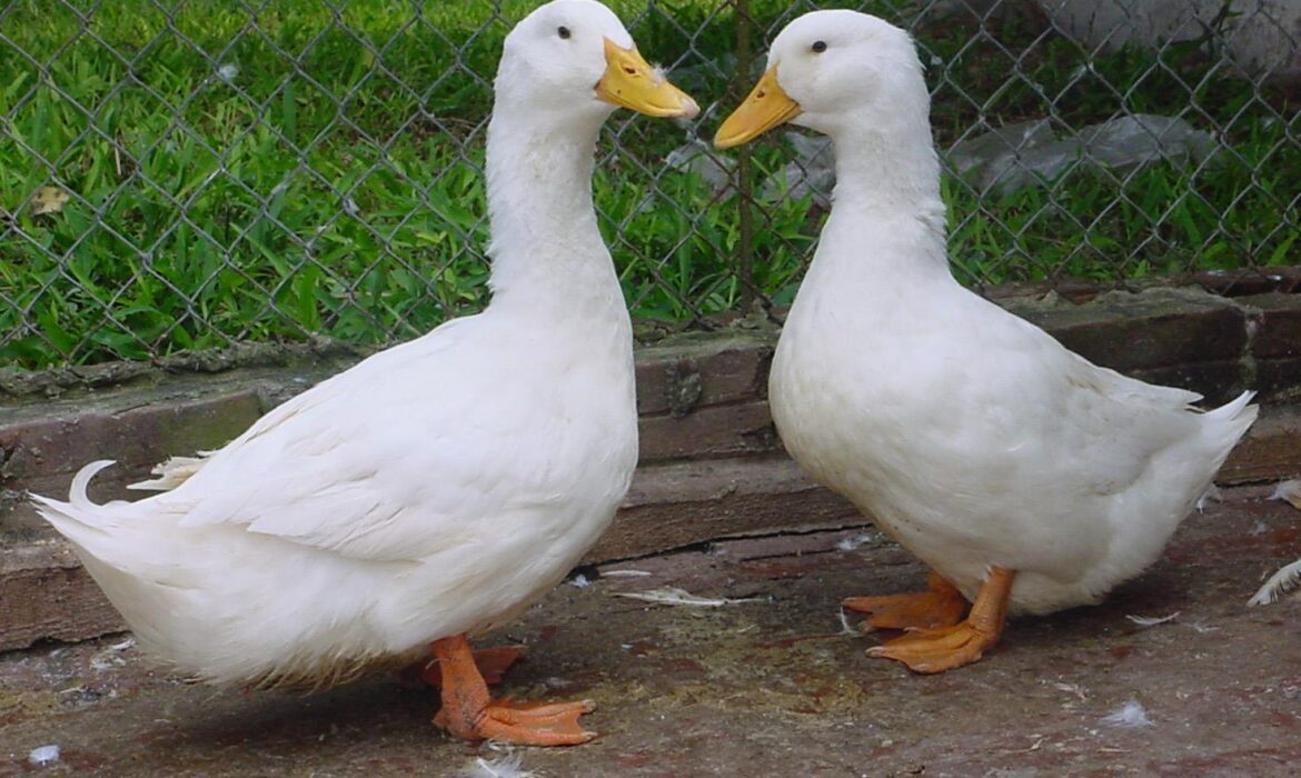 ky-thuat-nuoi-vit-sieu-thit-2