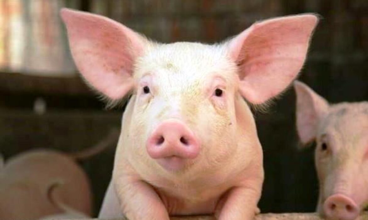 Phòng tránh bệnh thường gặp ở lợn hiệu quả với công tác vệ sinh chuồng trại